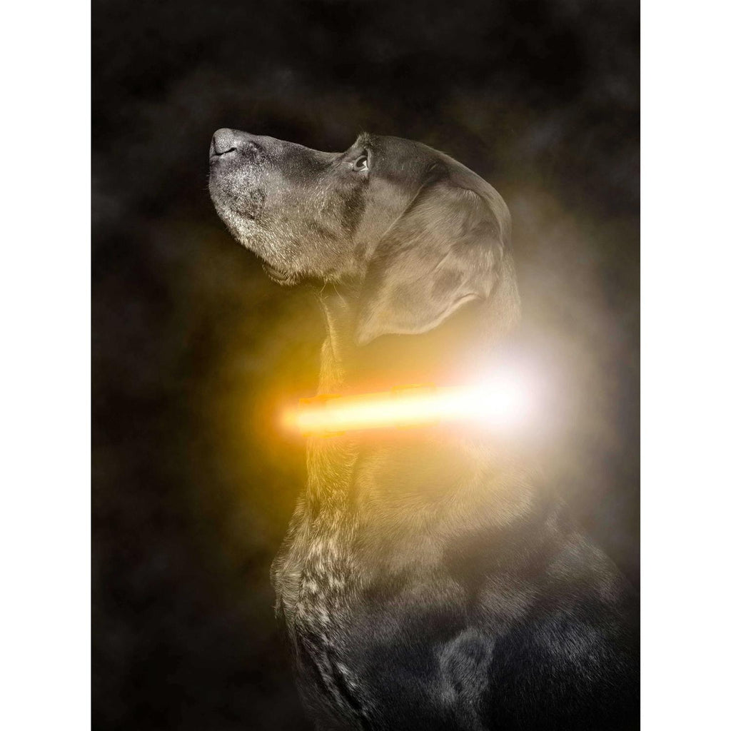 LED Dog Collar USB Rechargeable X208558