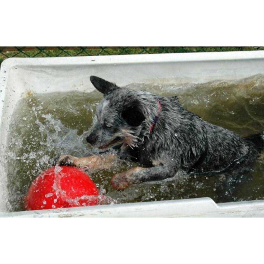 Pet Supplies Z649