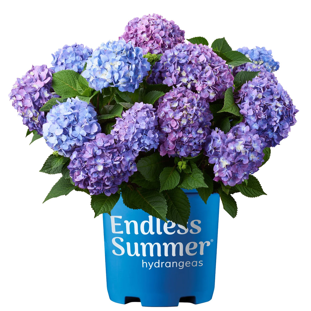 Hydrangea Live Shrub 1 Gallon N638182