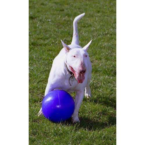 Pet Supplies Z649